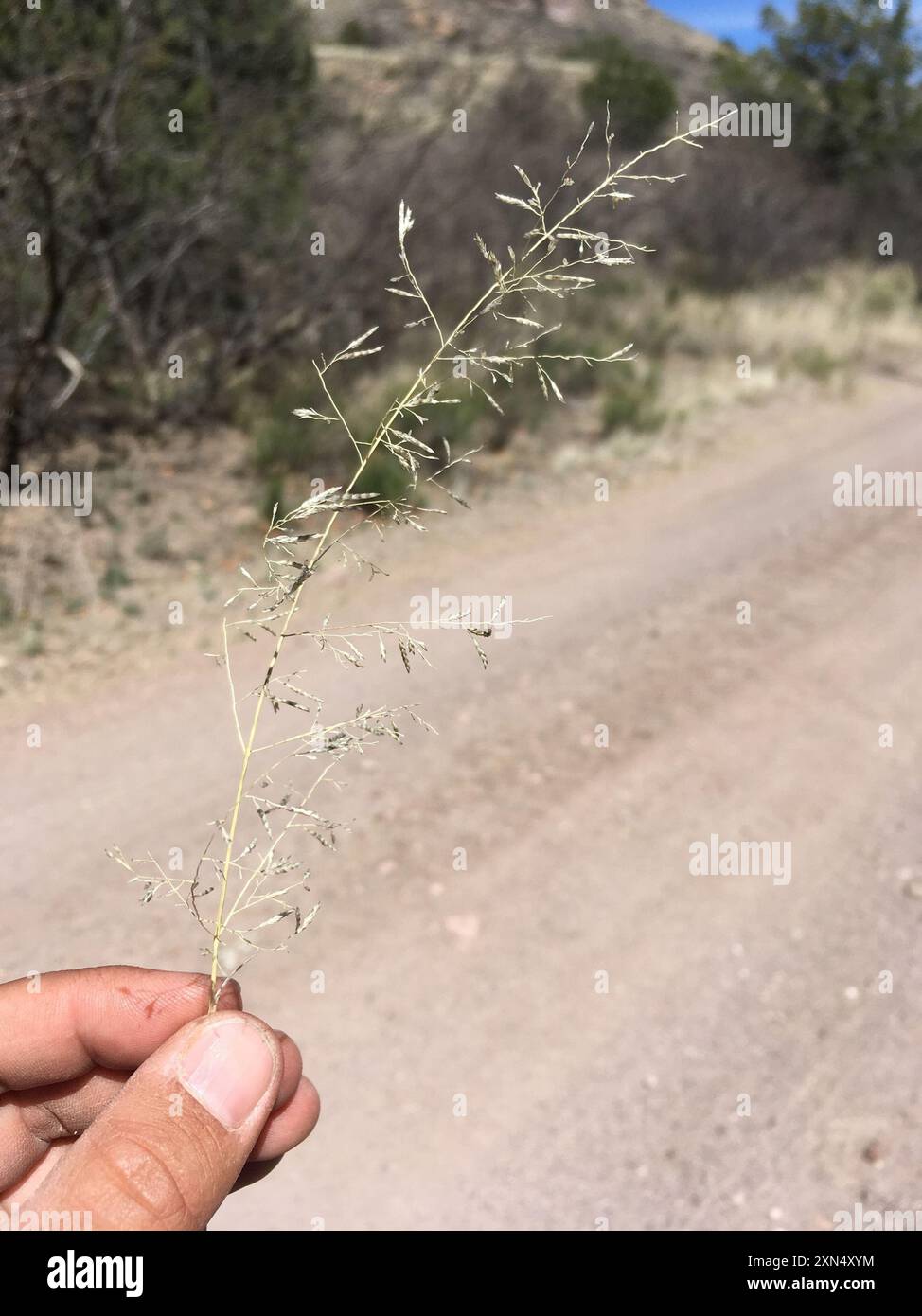 Pâturage de Lehmann (Eragrostis lehmanniana) Plantae Banque D'Images