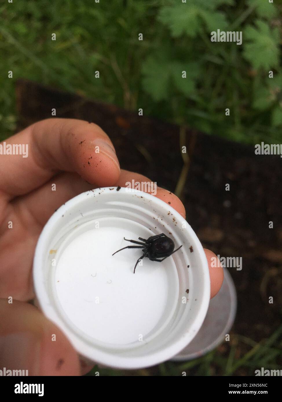 Araignée noire en toile d'araignée (Steatoda capensis) Arachnida Banque D'Images