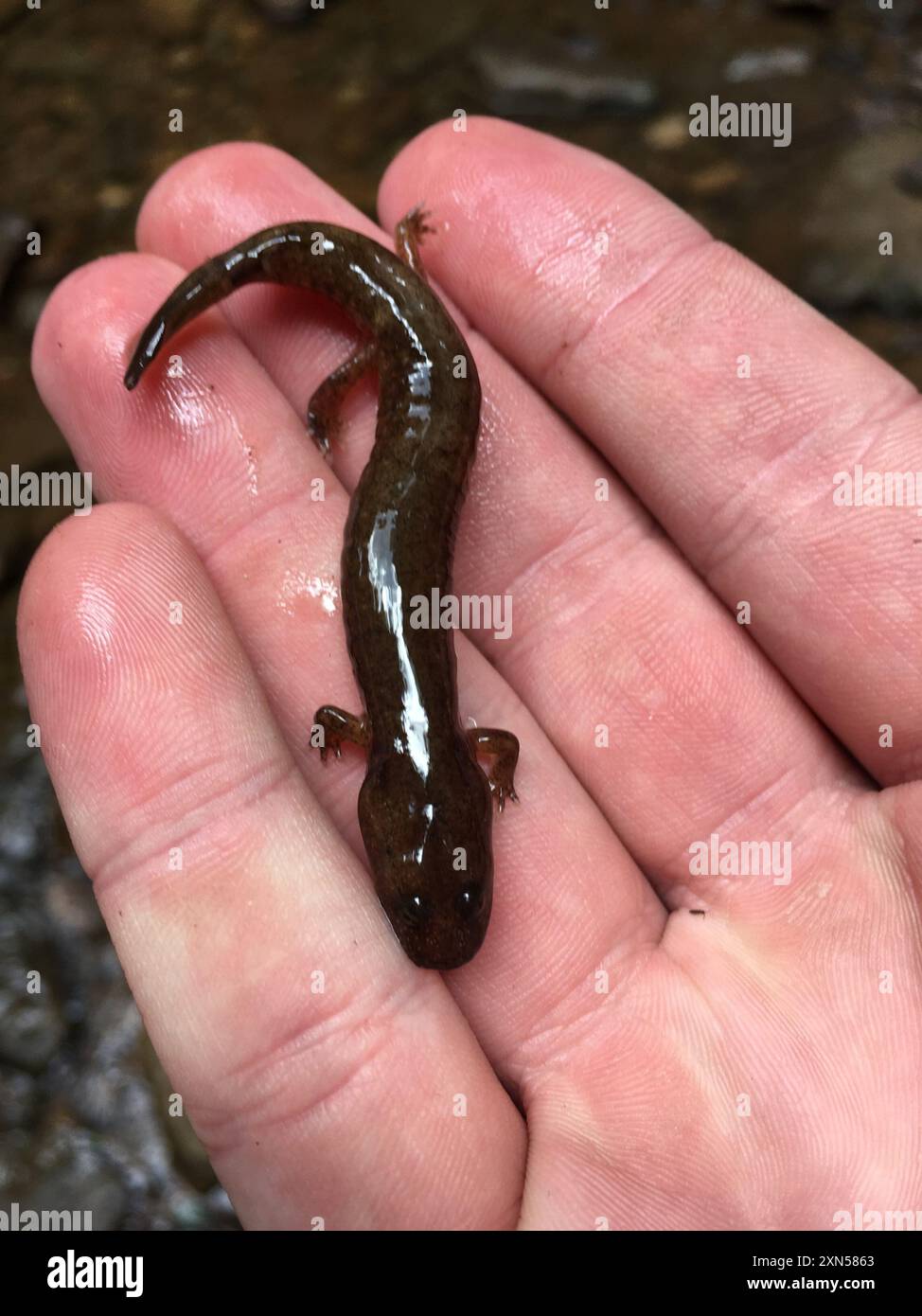 Salamandre de printemps (Gyrinophilus porphyriticus) amphibiens Banque D'Images