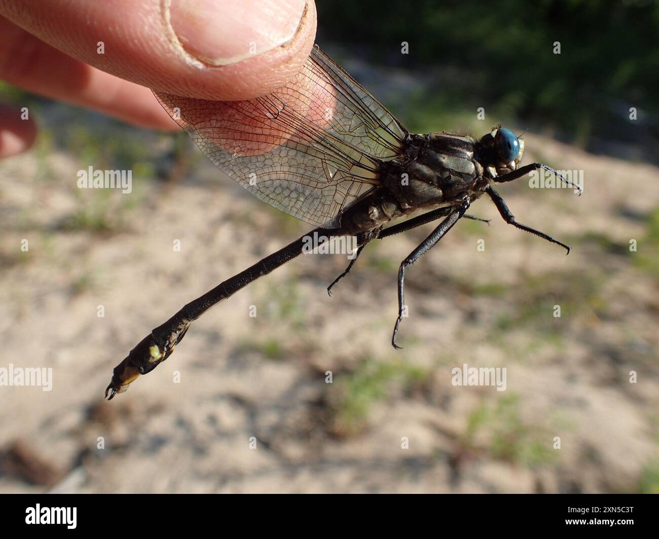 Midland Clubtail (Gomphurus fraternus) Insecta Banque D'Images