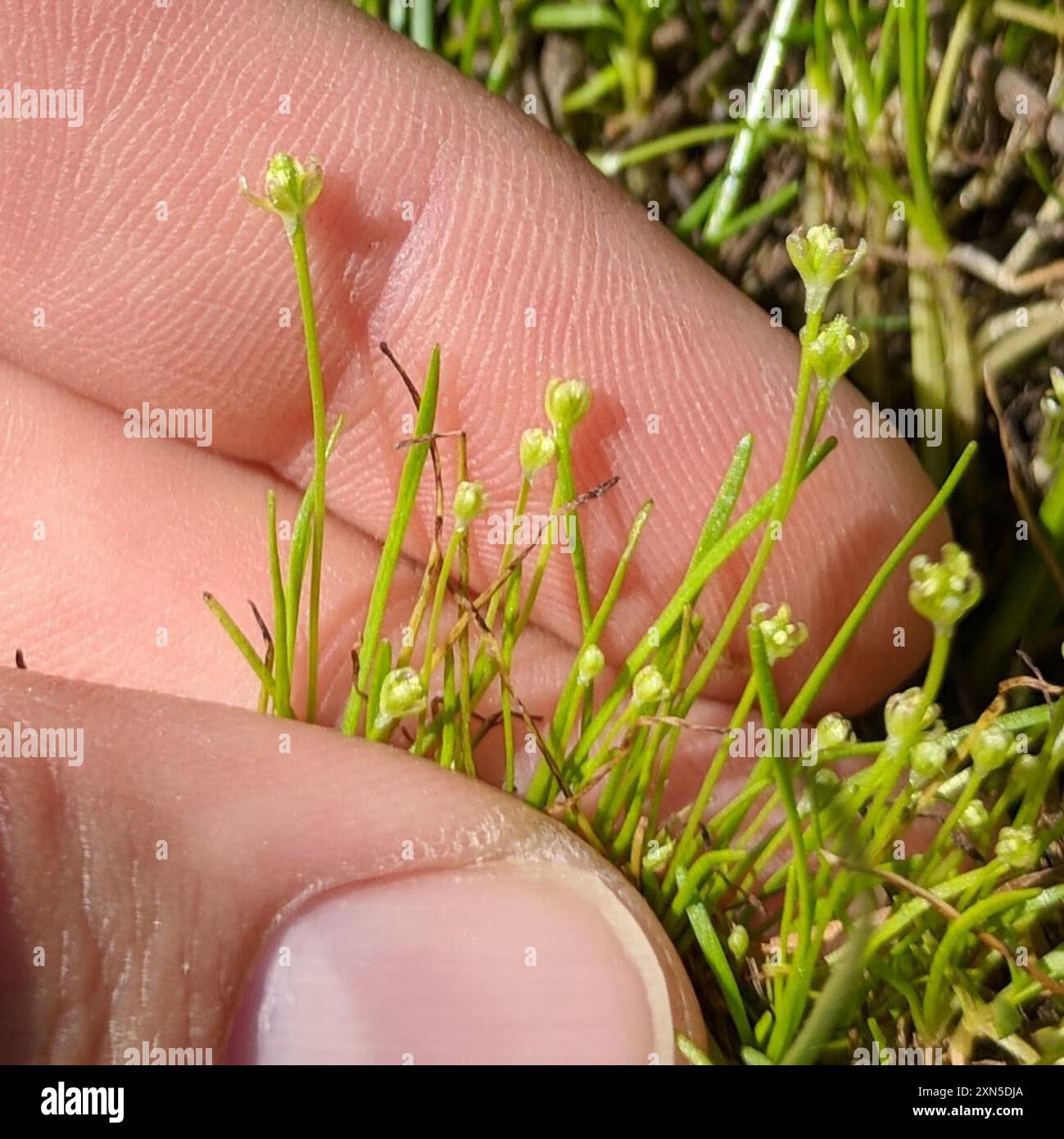 Petite queue de mousette (Myosurus minimus) Plantae Banque D'Images