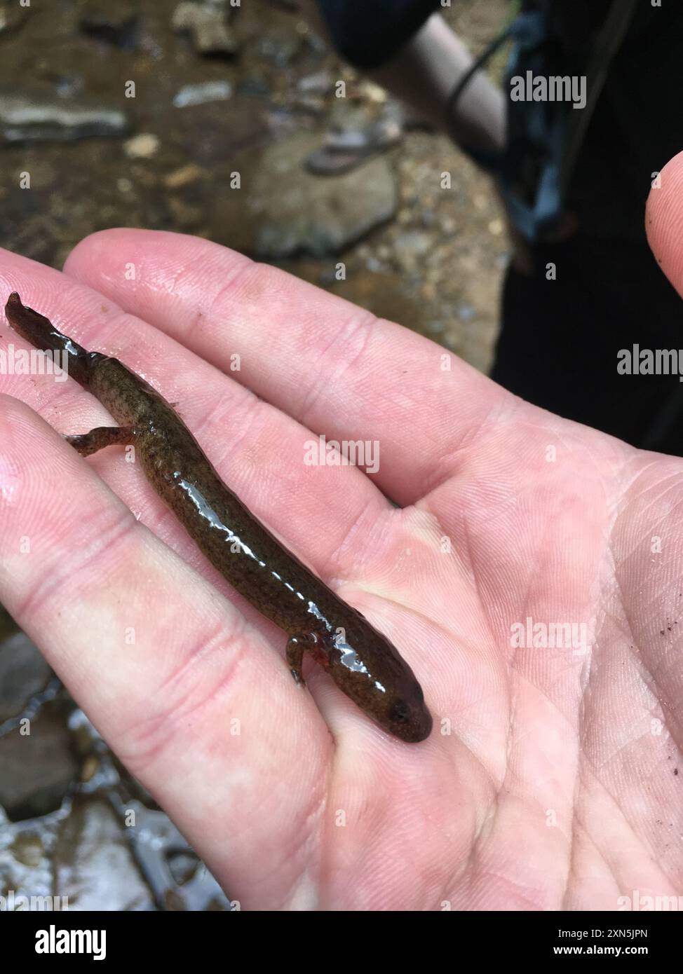 Salamandre de printemps (Gyrinophilus porphyriticus) amphibiens Banque D'Images