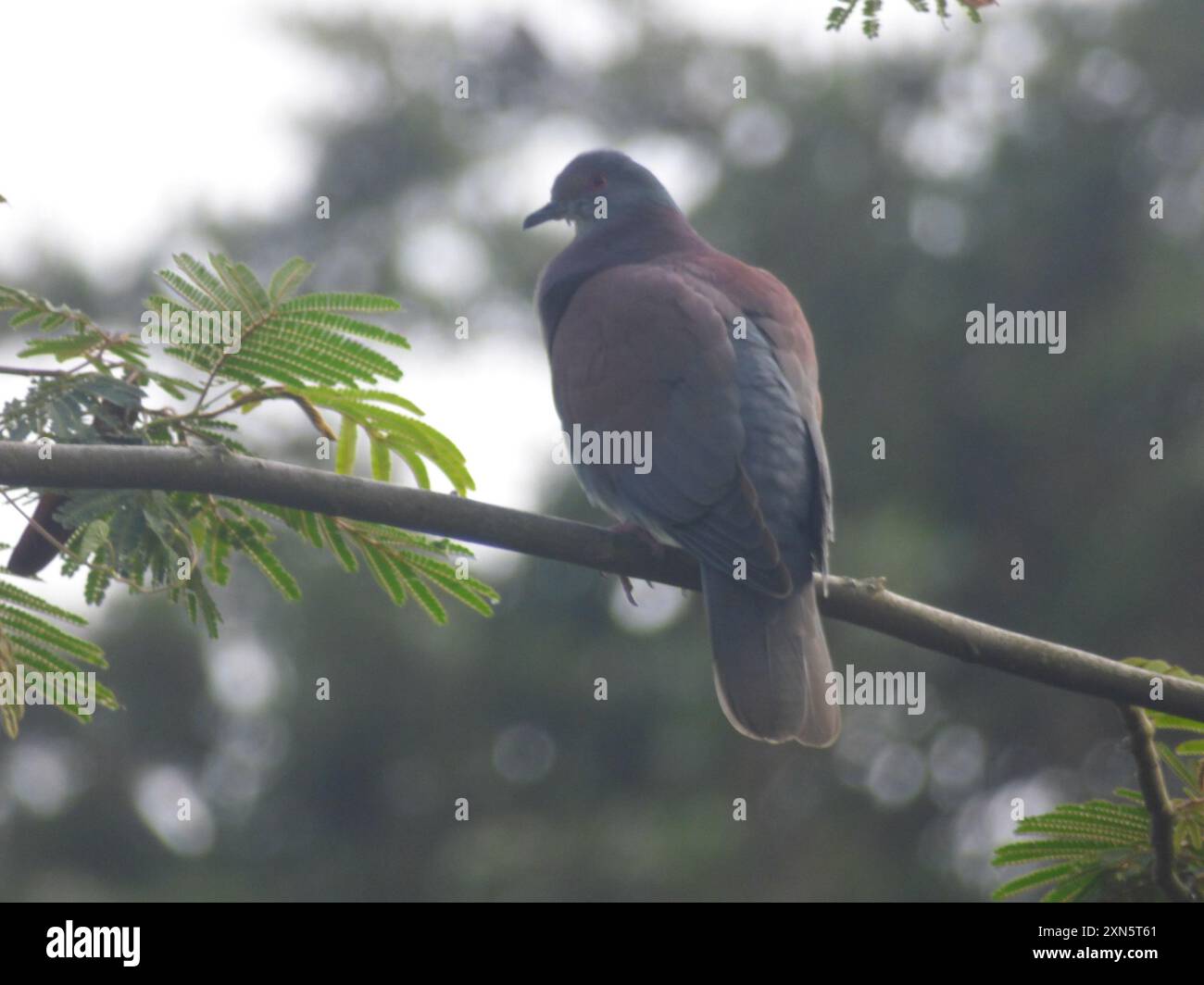 Pigeon pâle (Patagioenas cayennensis) Aves Banque D'Images