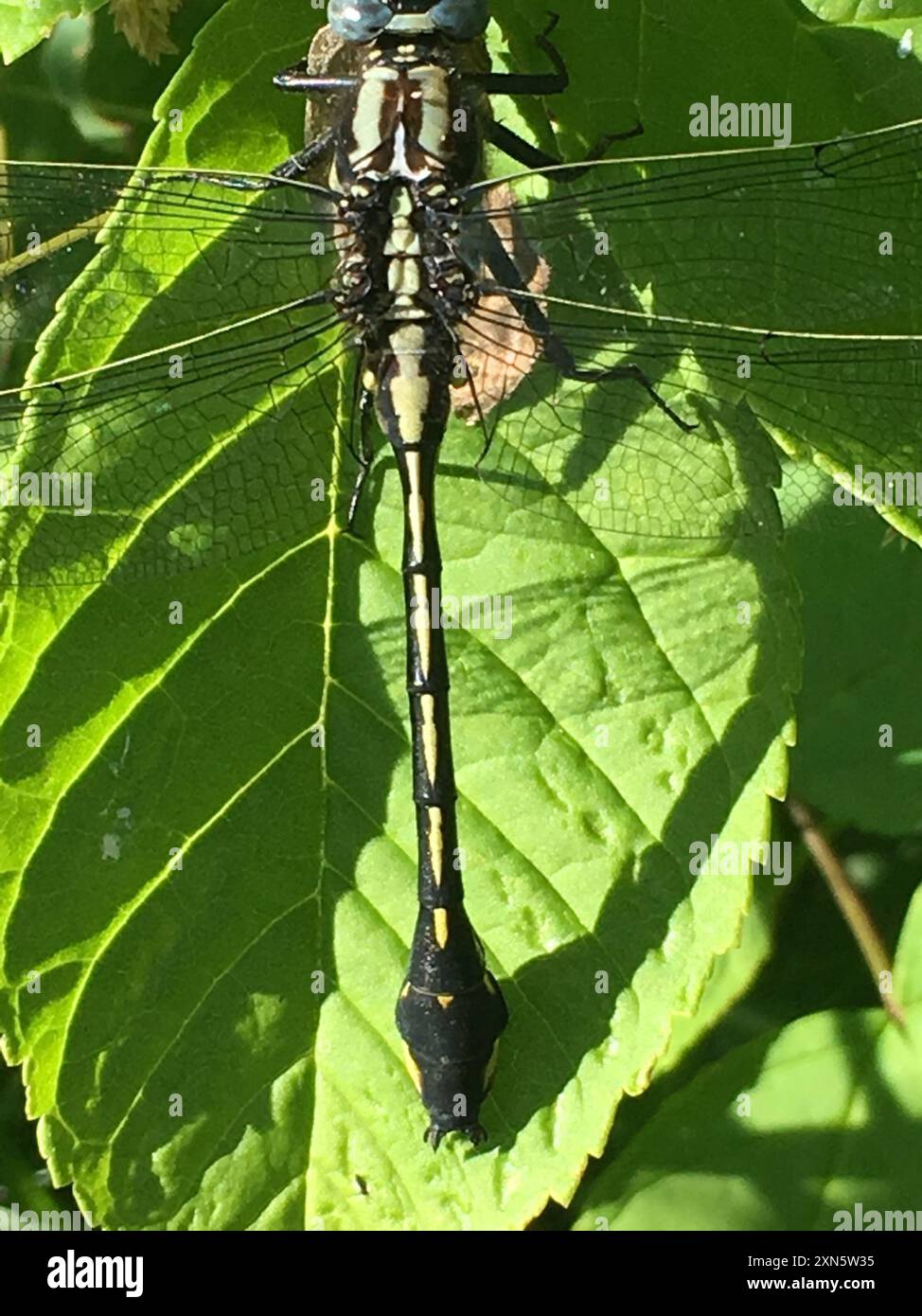 Midland Clubtail (Gomphurus fraternus) Insecta Banque D'Images