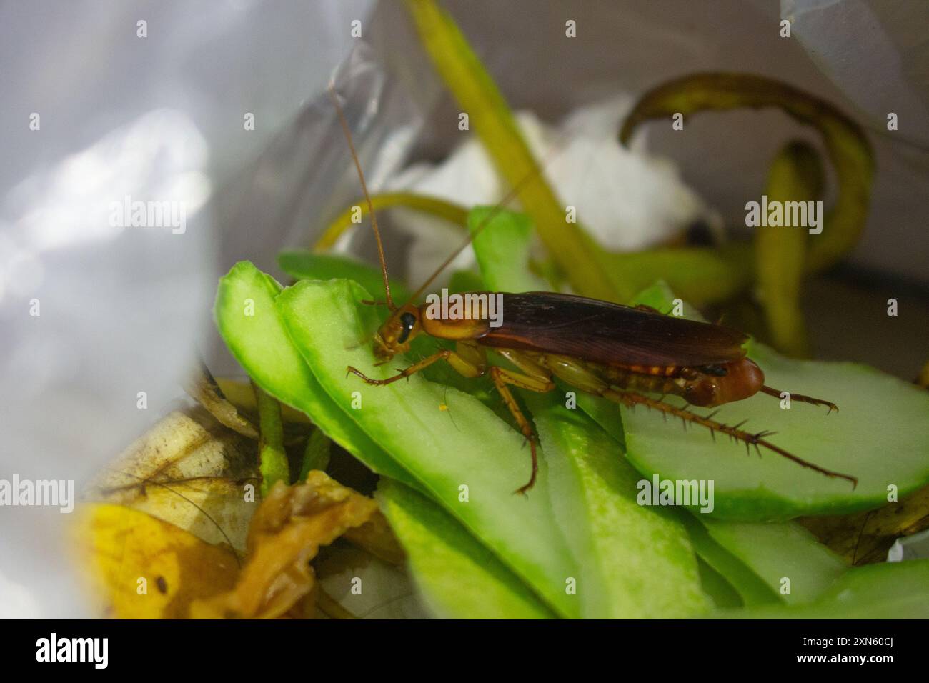 Gros plan d'un cafard brun qui récupère des pelures de légumes verts frais Banque D'Images