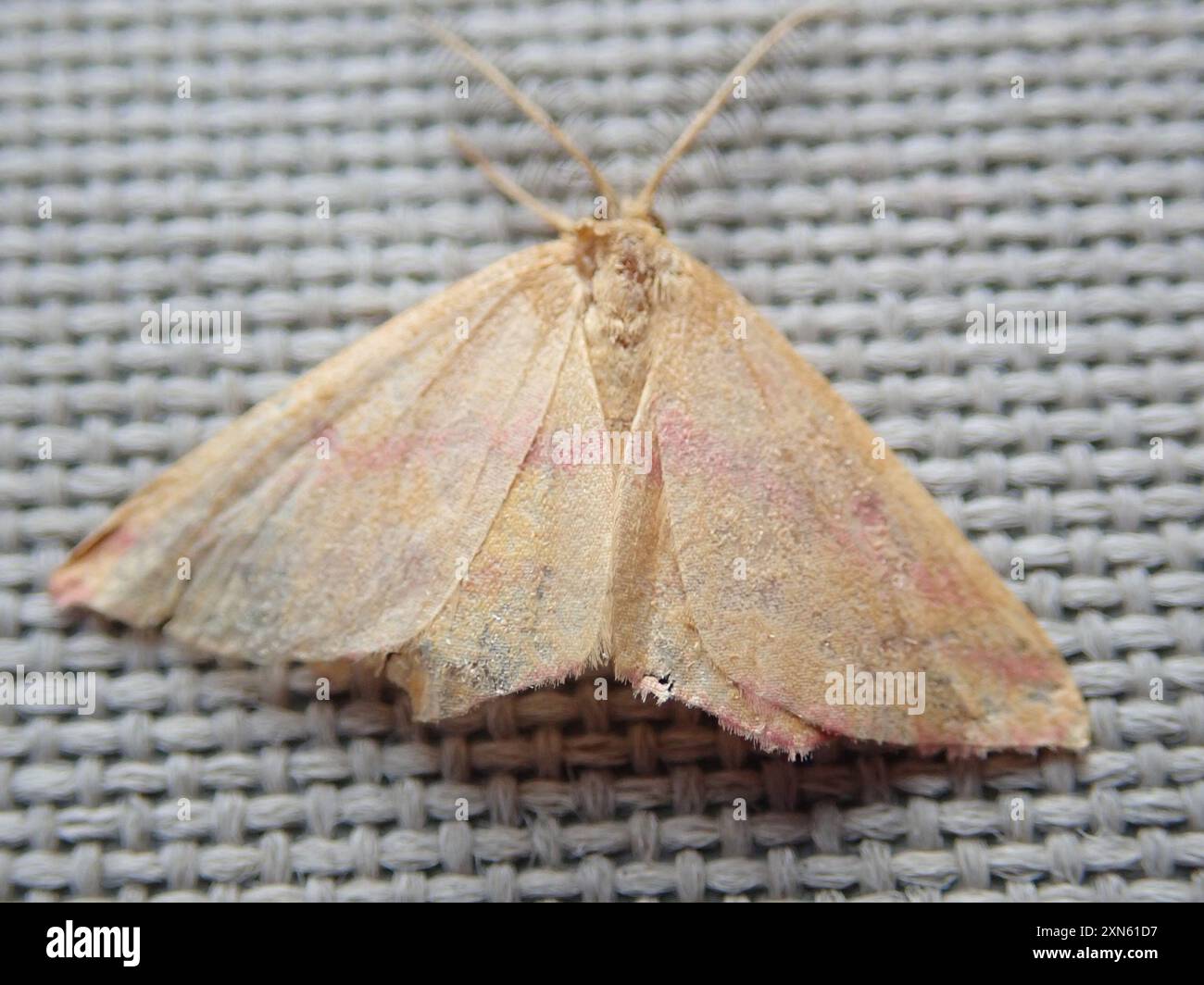 Chiches Geometer Moth (Haematopis grataria) Insecta Banque D'Images