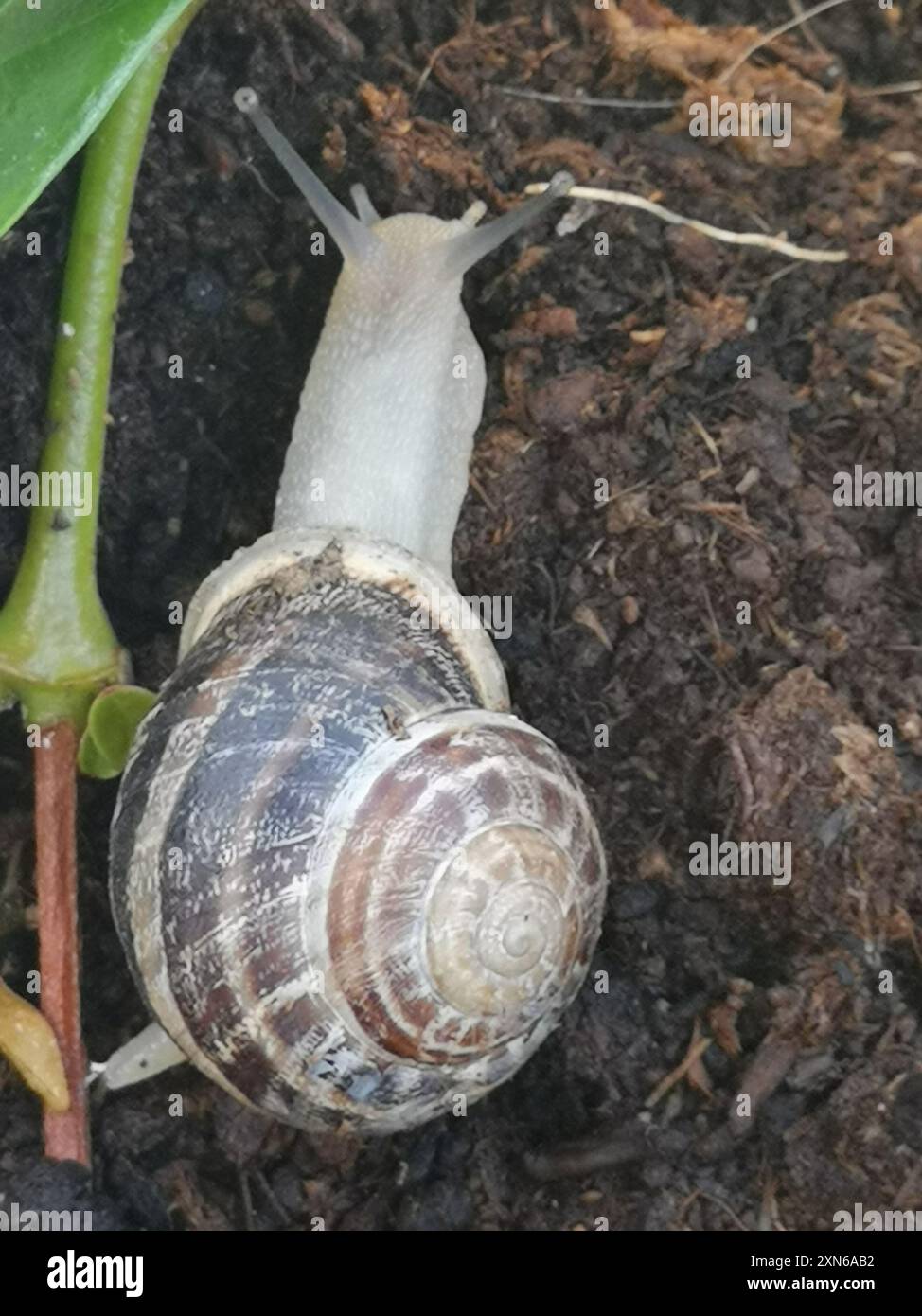 Bande de chocolat escargot (Eobania vermiculata) Mollusca Banque D'Images