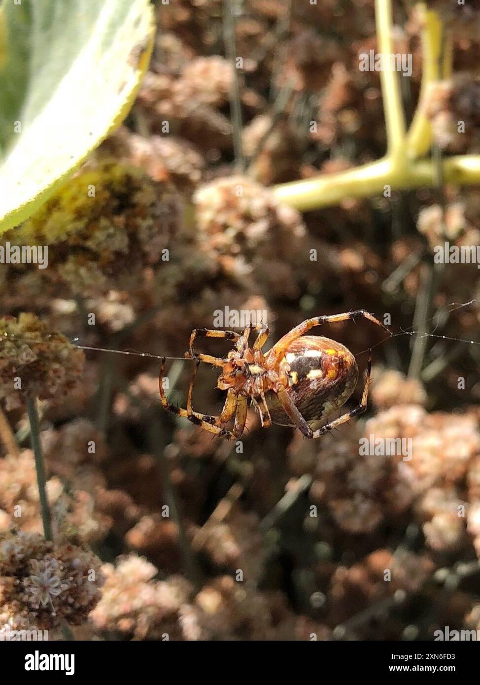 Orbweaver tacheté de l'Ouest (Neoscona oaxacensis) Arachnida Banque D'Images