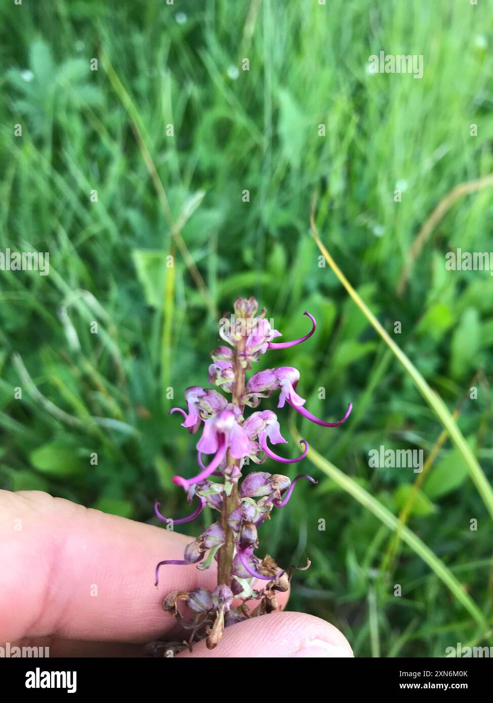 L'armoise à tête d'éléphant (Pedicularis groenlandica) Plantae Banque D'Images