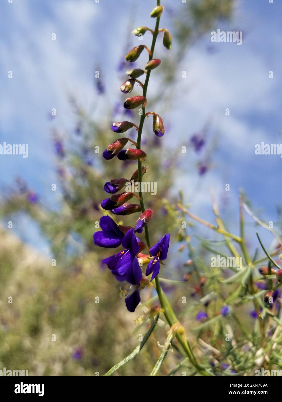 Indigobush (Psorothamnus schottii) Plantae de Schott Banque D'Images