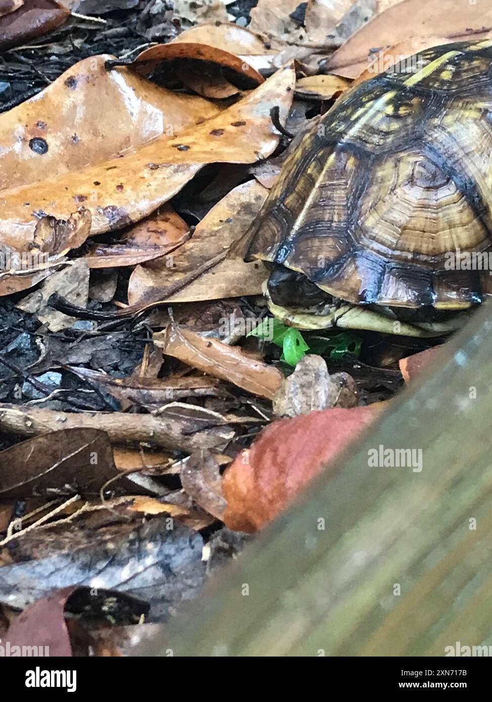 Tortue bordée de la côte du golfe (Terrapene carolina Major) Reptilia Banque D'Images