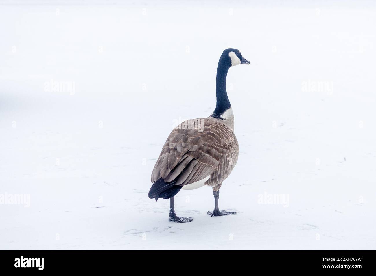 Une oie du Canada seule vue sur un terrain couvert de neige à Edmonton, Alberta, Canada Banque D'Images