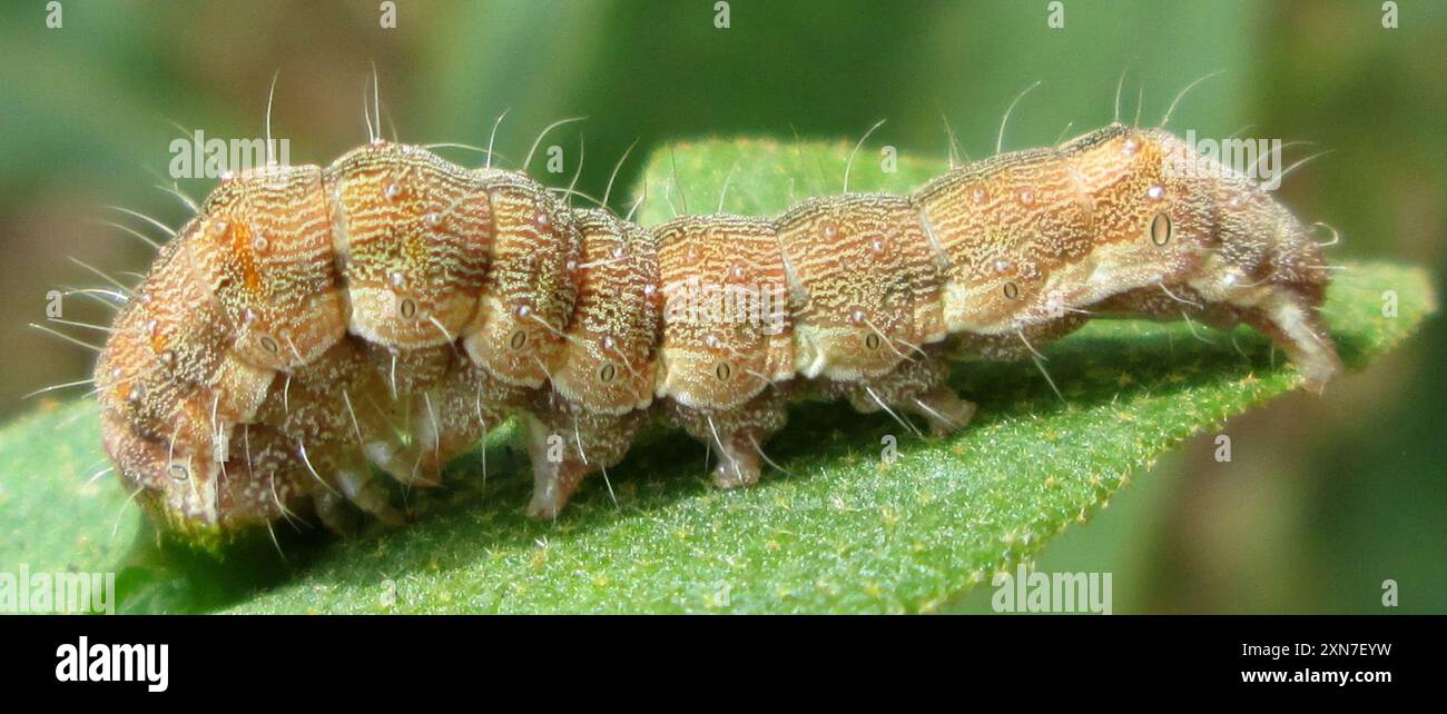 Insecte de la teigne du coton (Helicoverpa armigera) Banque D'Images