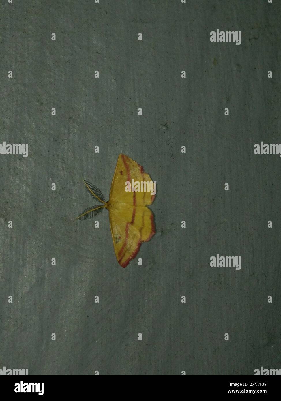Chiches Geometer Moth (Haematopis grataria) Insecta Banque D'Images