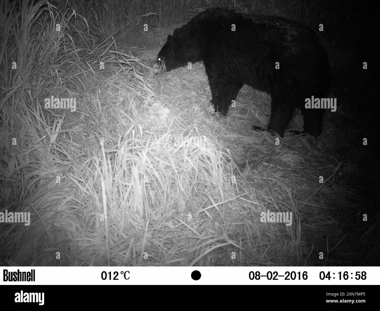 Ours noir d'Amérique (Ursus americanus) Mammalia Banque D'Images