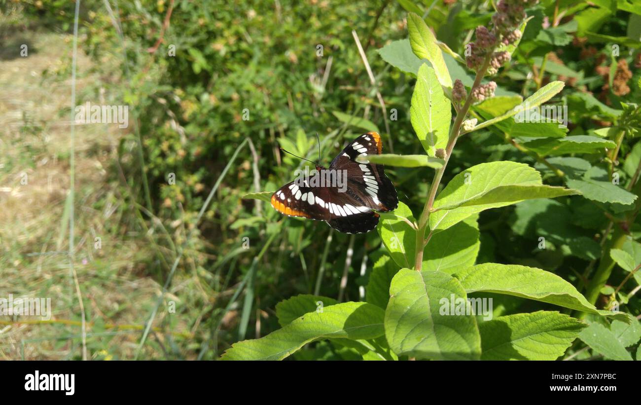 L'amiral de Lorquin (Limenitis lorquini) Insecta Banque D'Images