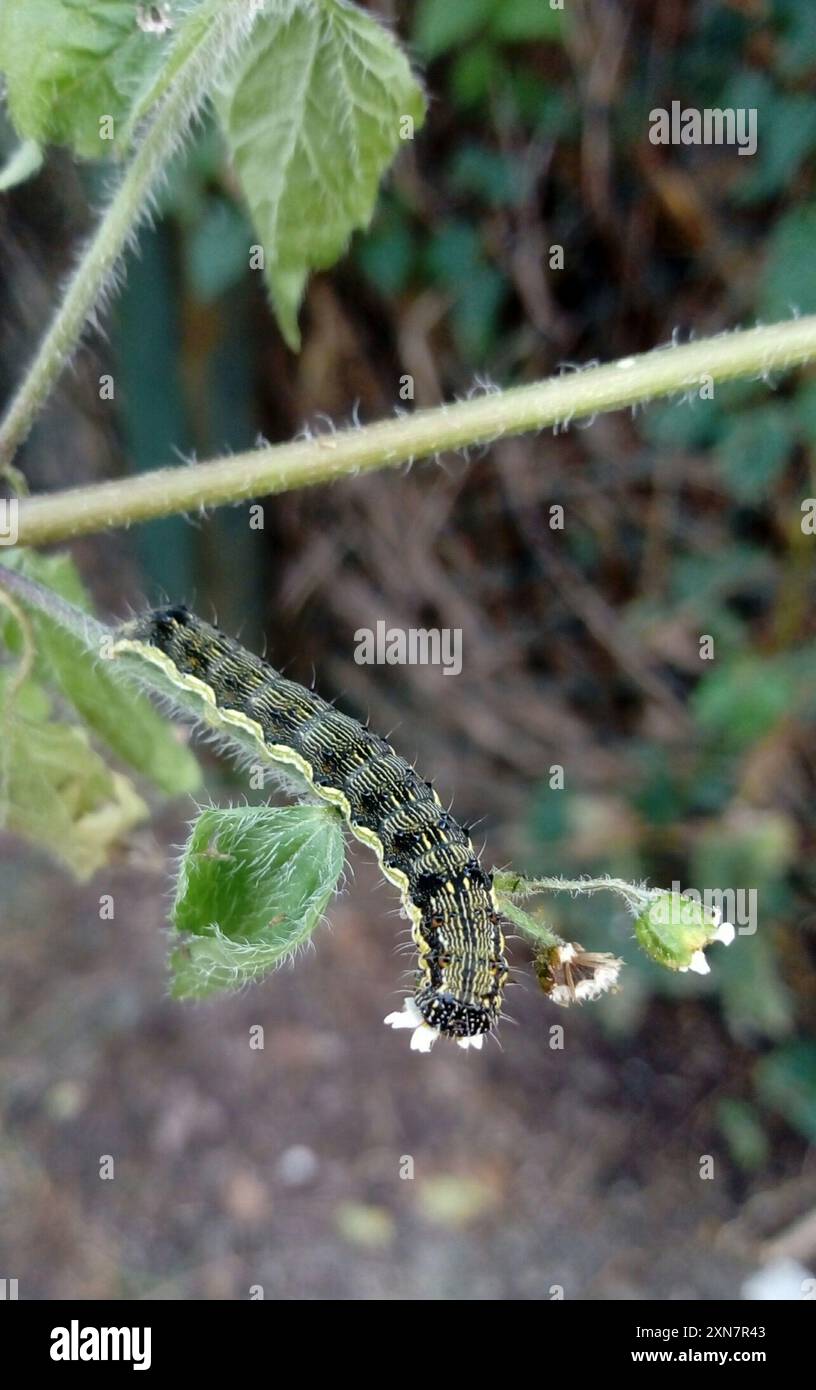 Insecte de la teigne du coton (Helicoverpa armigera) Banque D'Images