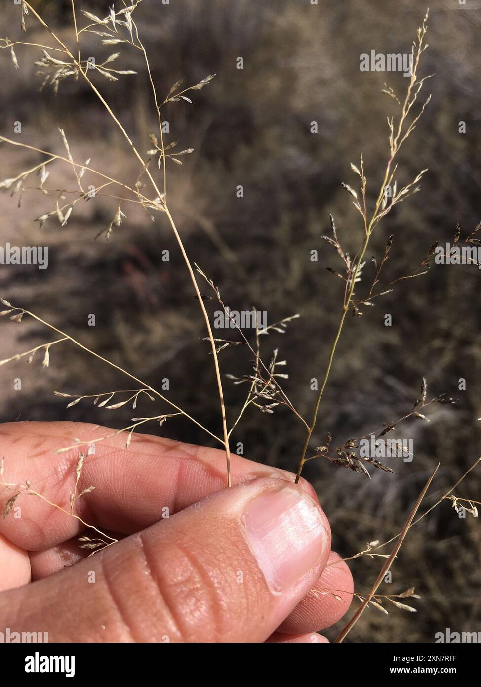 Pâturage de Lehmann (Eragrostis lehmanniana) Plantae Banque D'Images