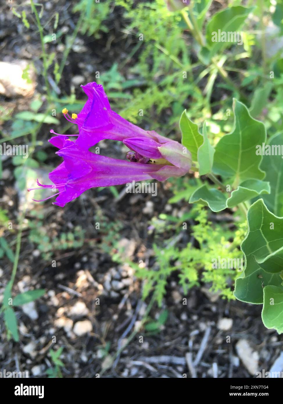 Colorado four o'Clock (mirabilis multiflora) Plantae Banque D'Images