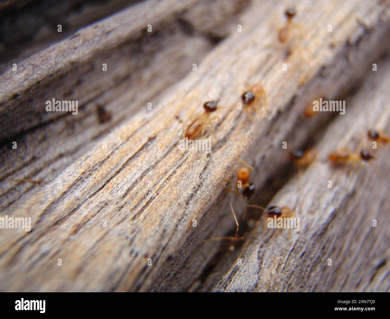 Termites de tête de cône (Nasutitermes) Insecta Banque D'Images