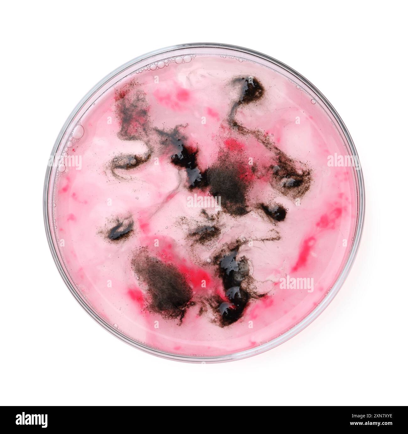 Boîte de Pétri avec bactéries isolées sur blanc, vue de dessus Banque D'Images