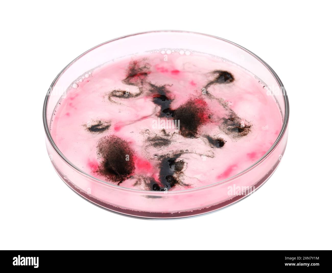 Boîte de Pétri avec bactéries isolées sur blanc Banque D'Images