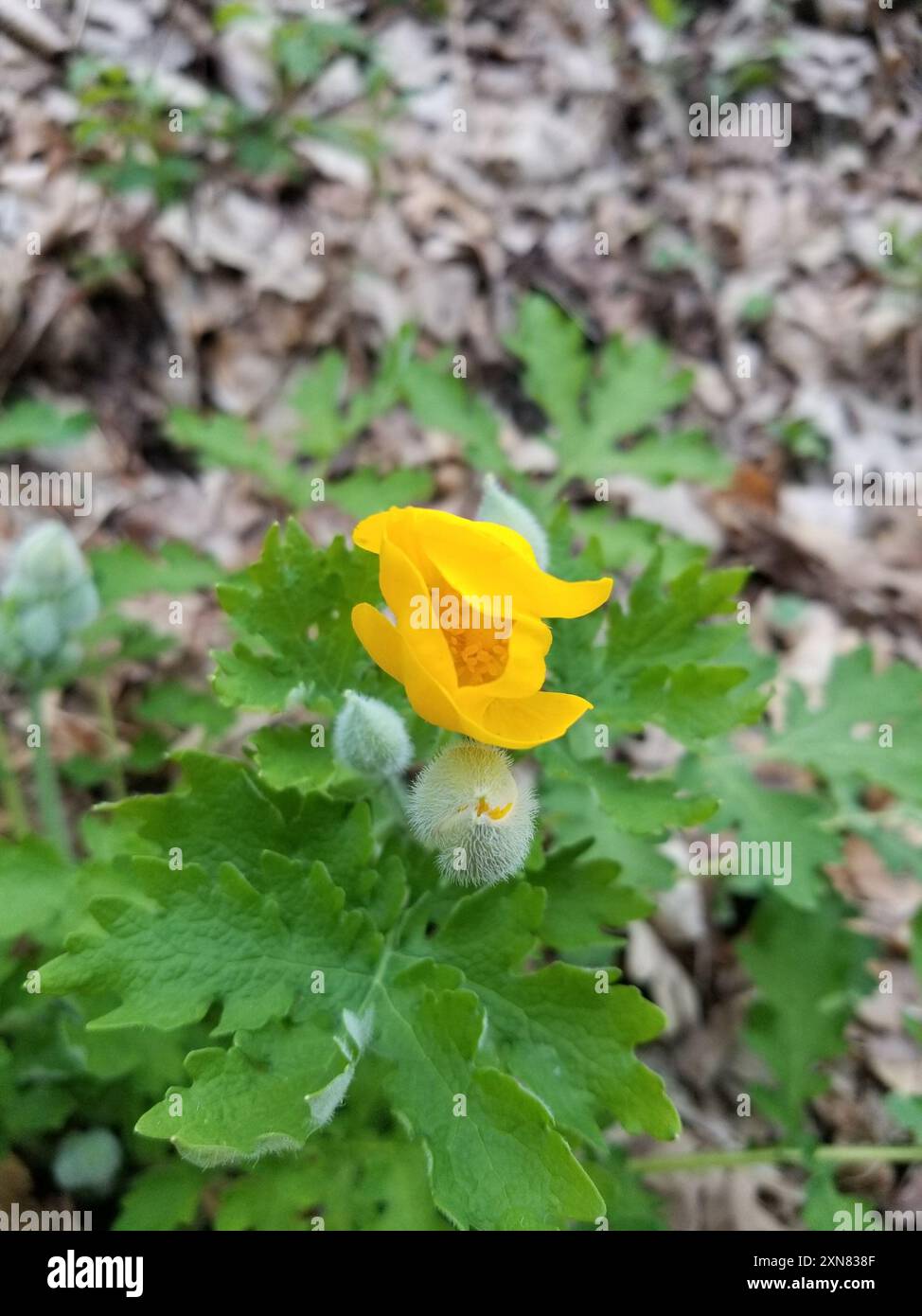 Coquelicot célandine (Stylophorum diphyllum) Plantae Banque D'Images