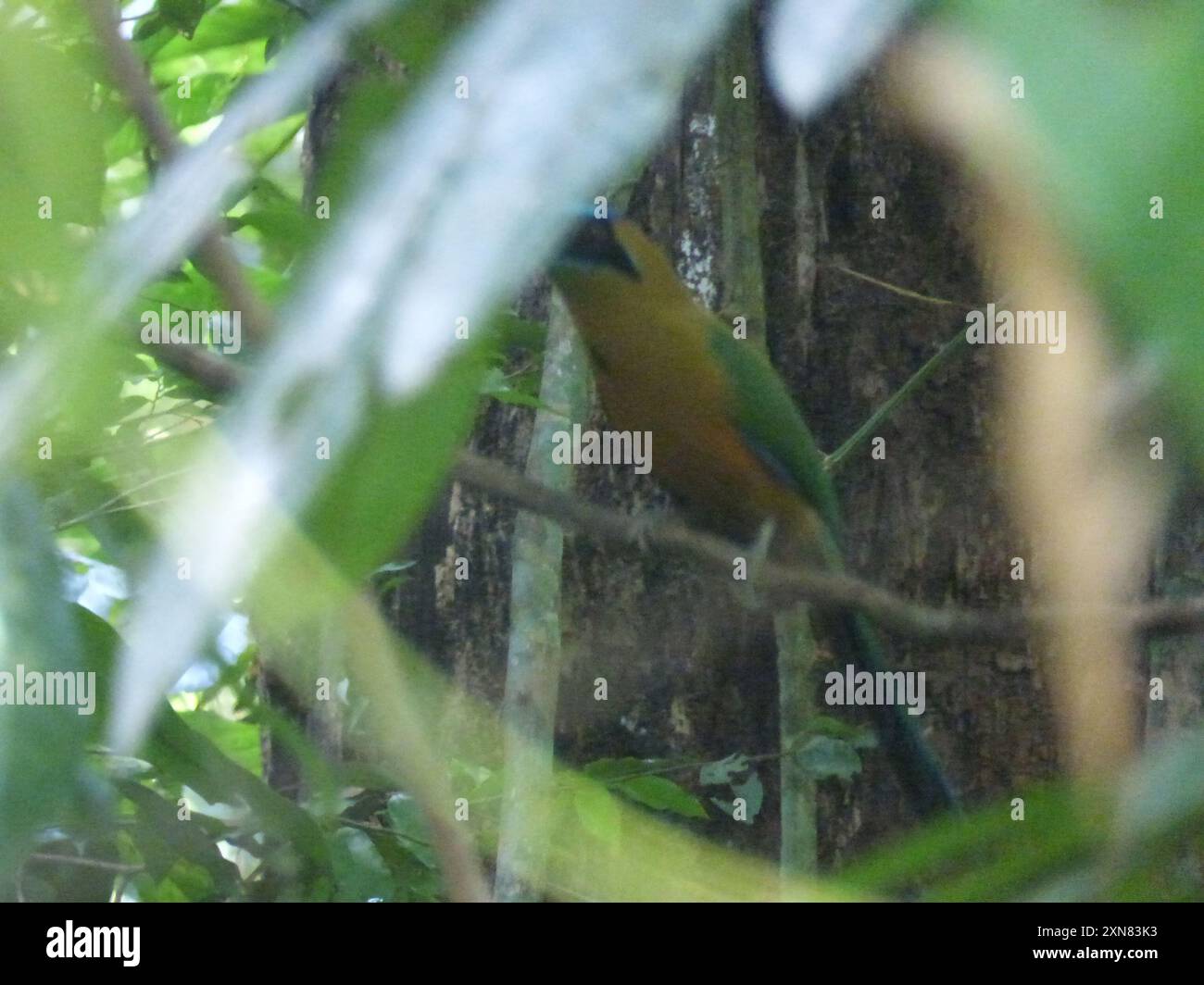 Motmot blanc (Momotus subrufescens) Aves Banque D'Images