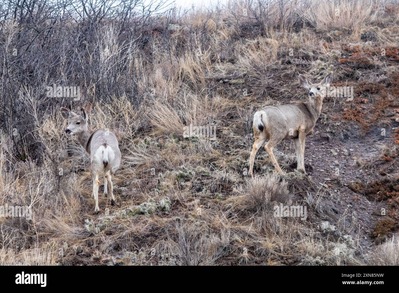 Deux cerfs mulets à un éperon rocheux à Drumheller, Alberta, Canada Banque D'Images