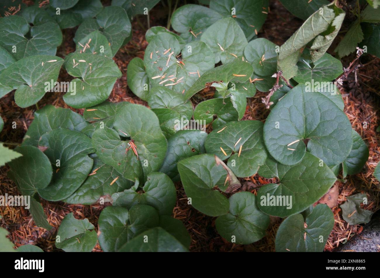 Gingembre sauvage occidental (Asarum caudatum) Plantae Banque D'Images