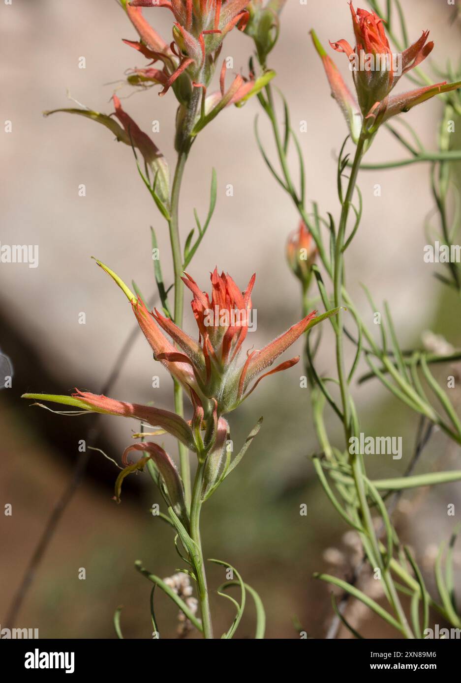 Wyoming Paintbrush (Castilleja linariifolia) Plantae Banque D'Images