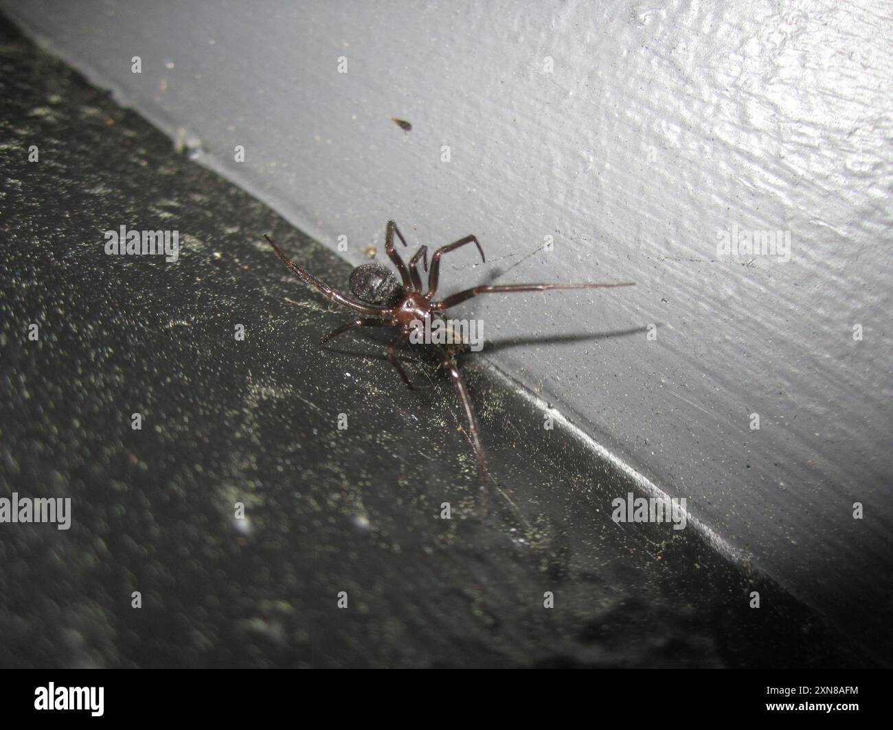 Araignée noire en toile d'araignée (Steatoda capensis) Arachnida Banque D'Images