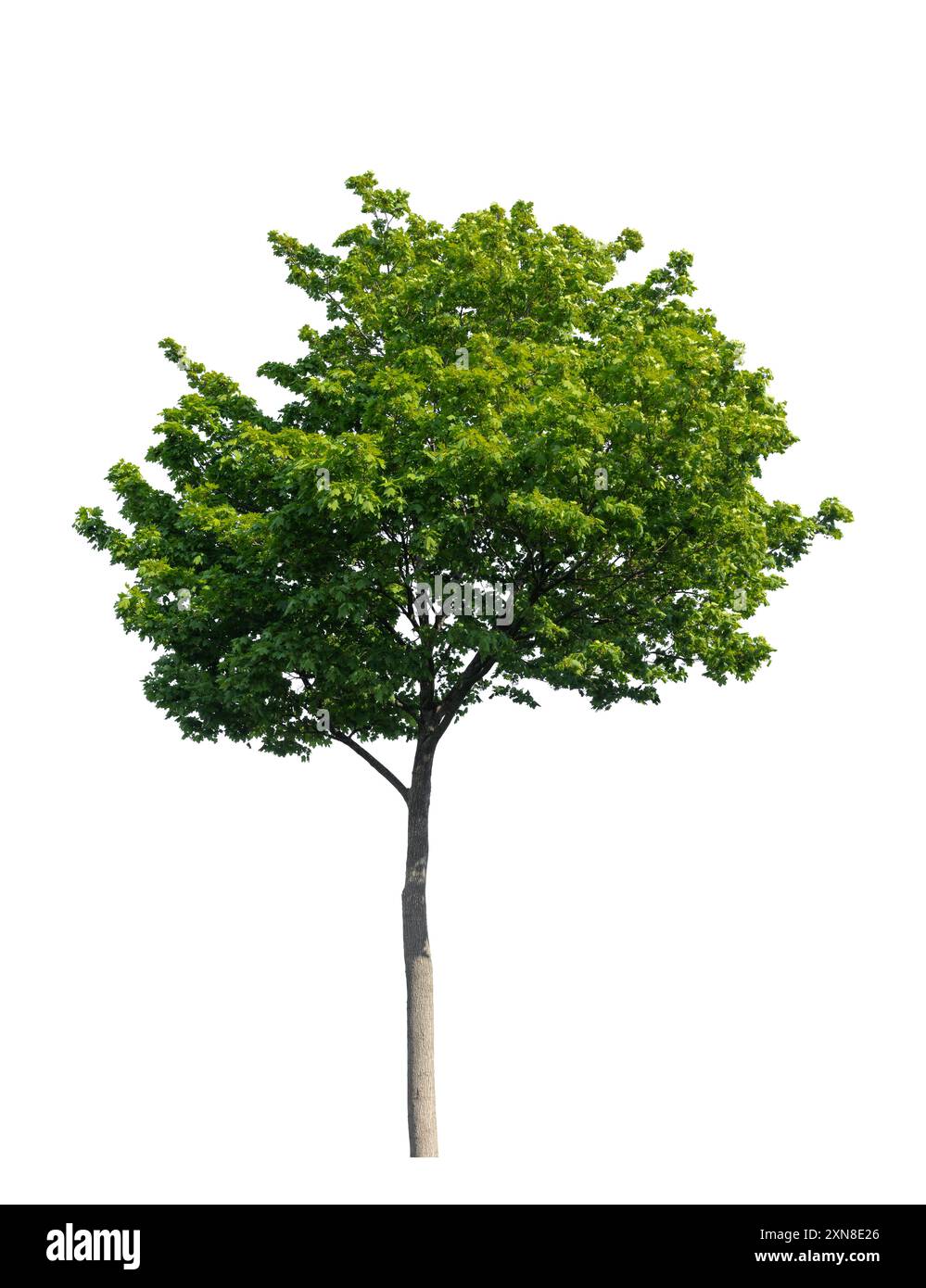 Érable à feuilles vert isolé sur fond blanc Banque D'Images