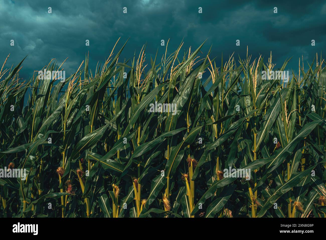 Nuages orageux sombres au-dessus du champ de plantation de maïs en été, foyer sélectif Banque D'Images