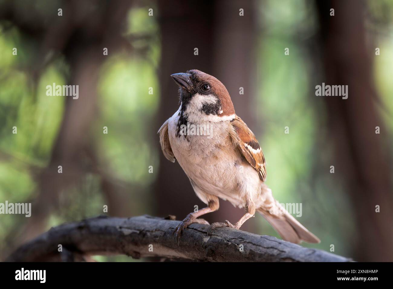 Moineau mâle dans le jardin (passer montanus) Banque D'Images