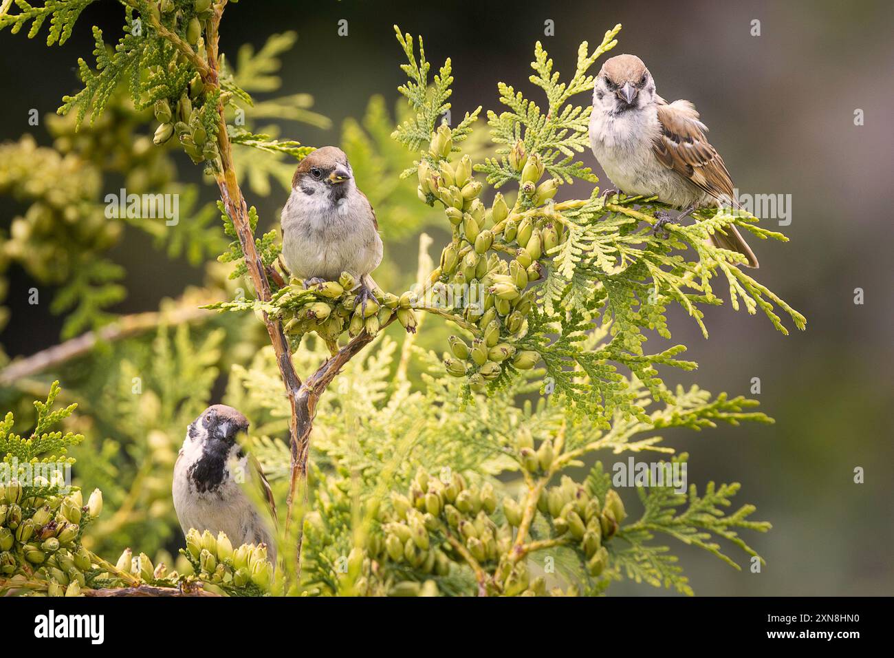 Trois moineaux sur un thuya dans le jardin (passer montanus) ; ces oiseaux mignons sont communs dans les zones urbaines près des forêts et des prairies Banque D'Images