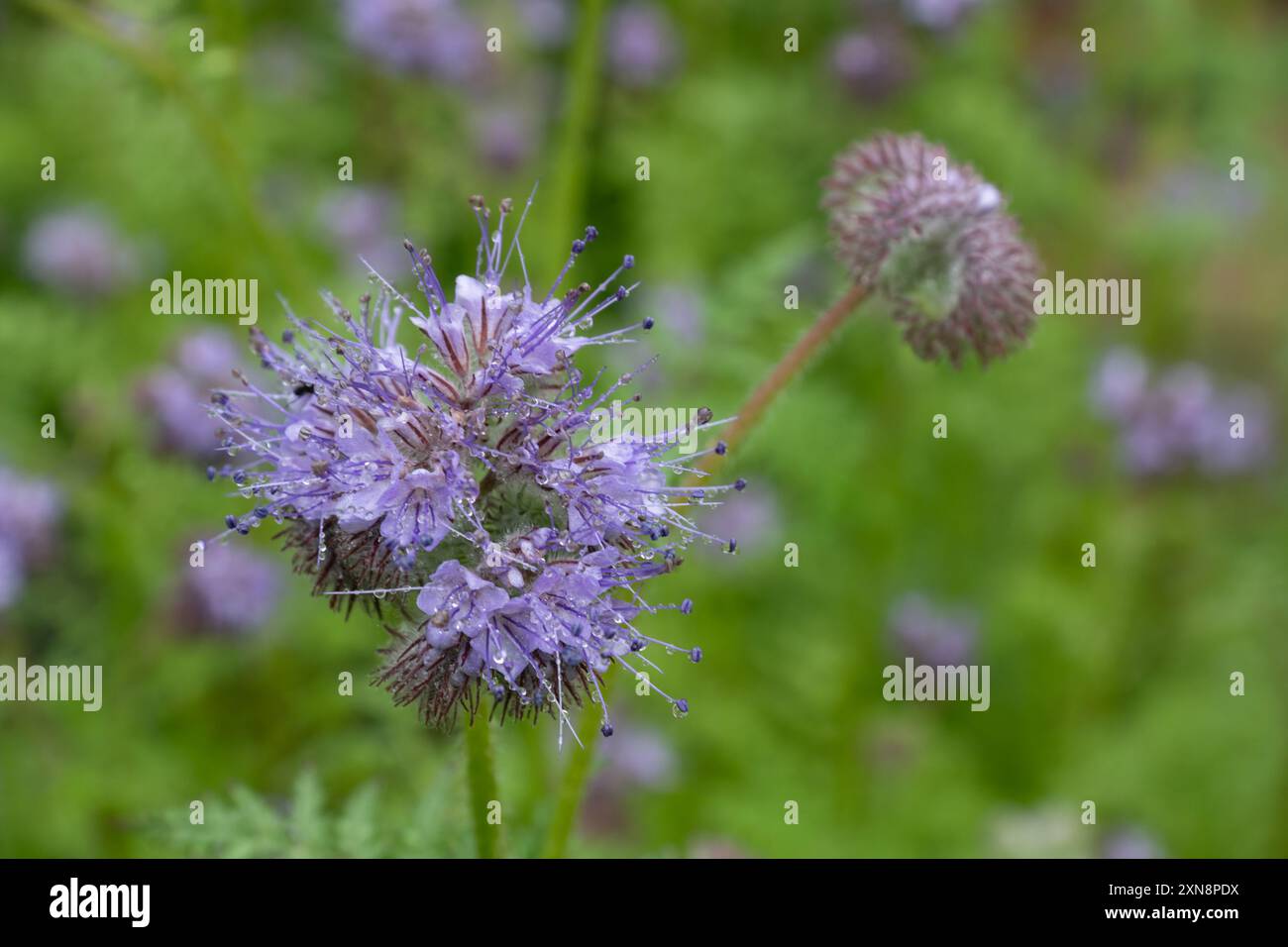 Phacelia tanacetifolia Banque D'Images