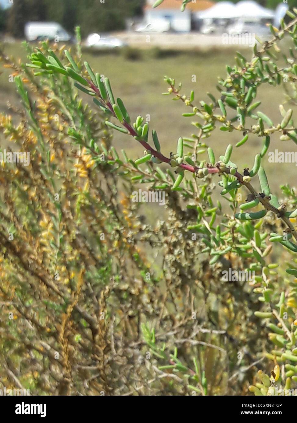 Arbustes Seablite (Suaeda vera) Plantae Banque D'Images