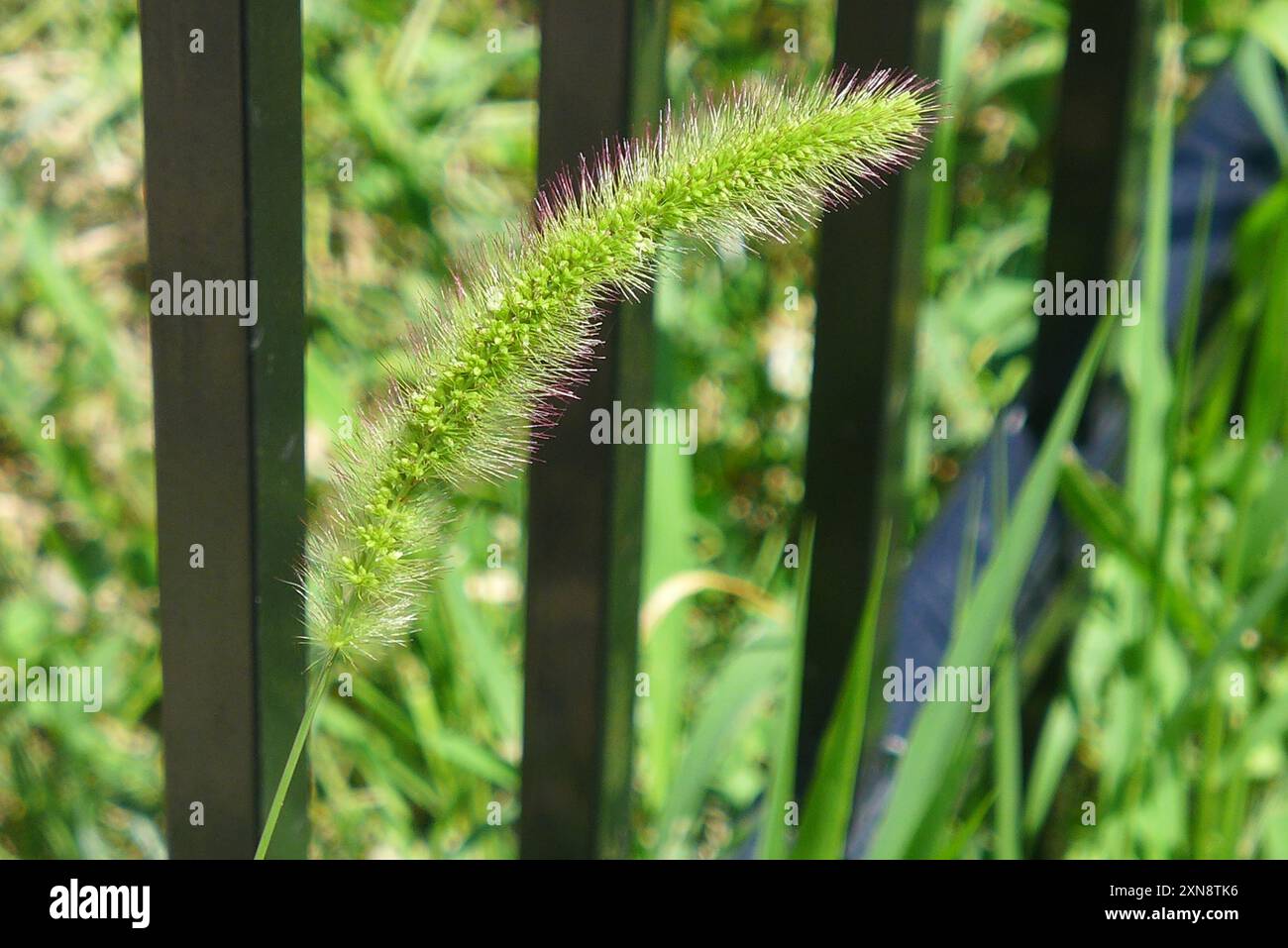 Queue de poisson géante (Setaria faberi) Plantae Banque D'Images