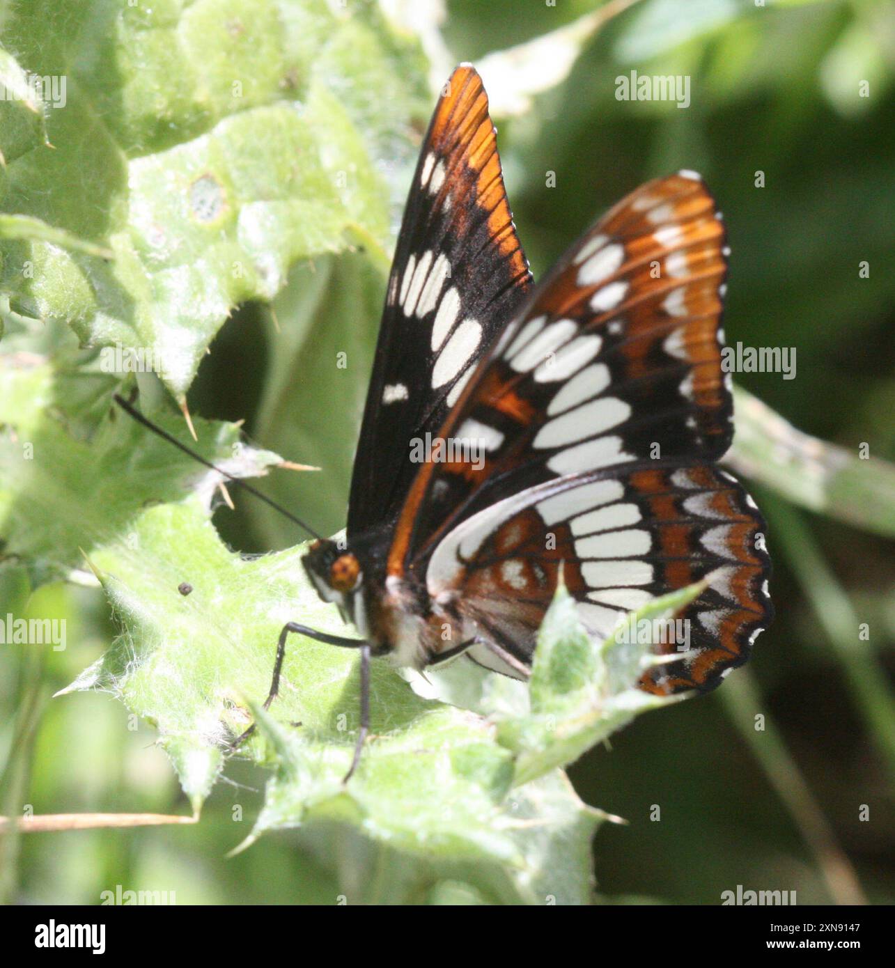 L'amiral de Lorquin (Limenitis lorquini) Insecta Banque D'Images