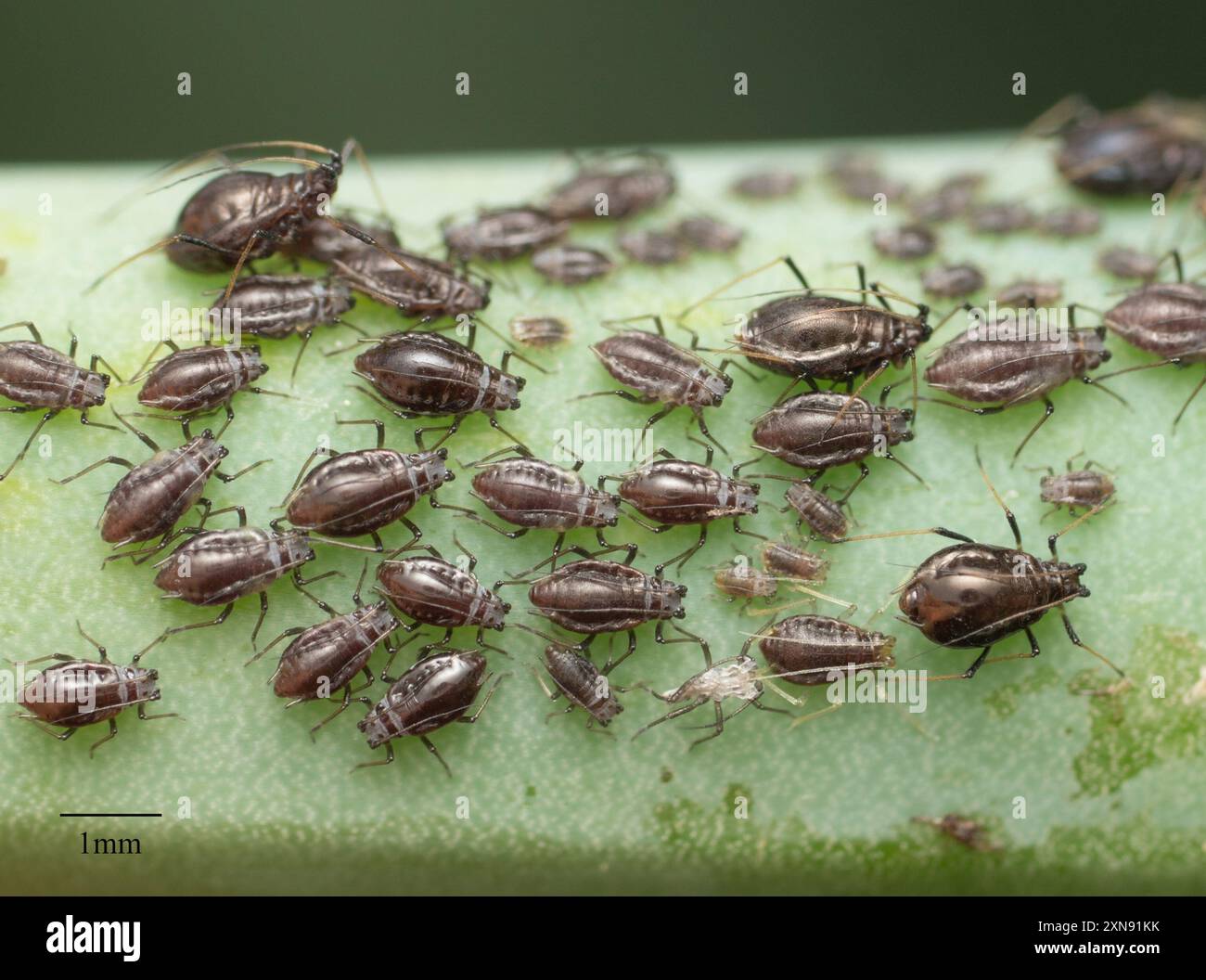 Puceron de l'oignon (Neotoxoptera formosana) Insecta Banque D'Images