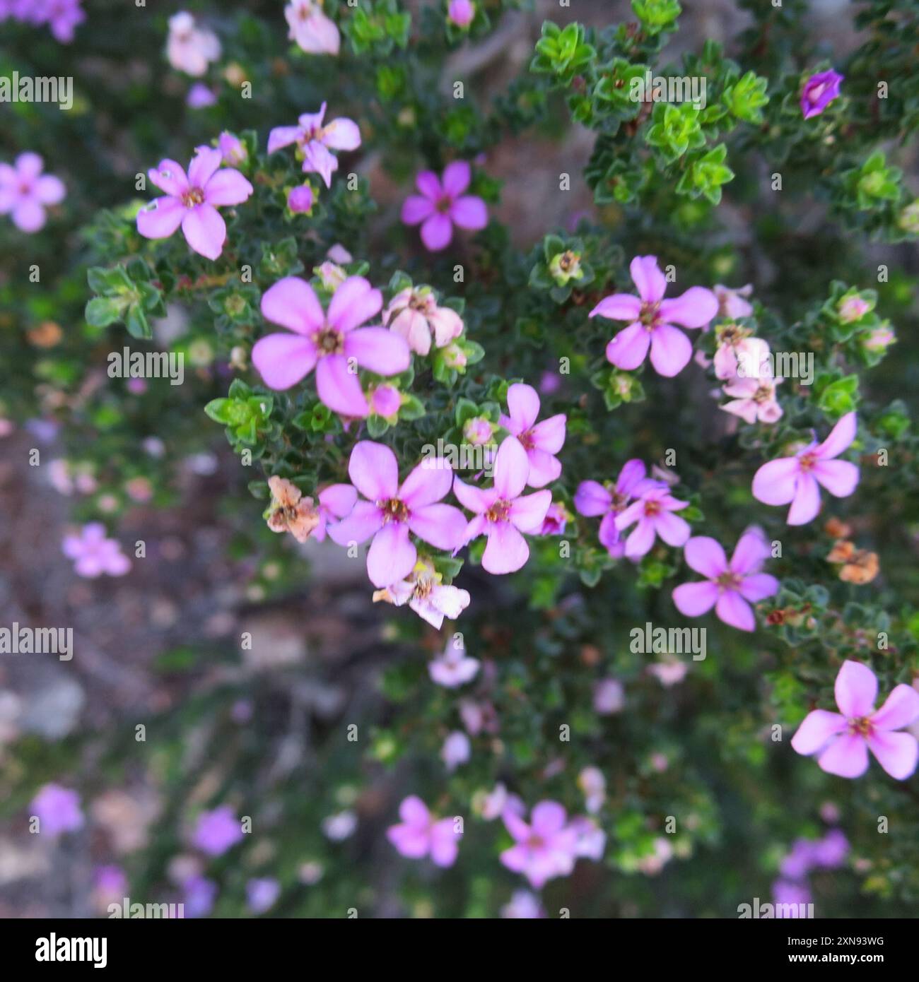 Porcelaine calcaire (Acmadenia heterophylla) Plantae Banque D'Images