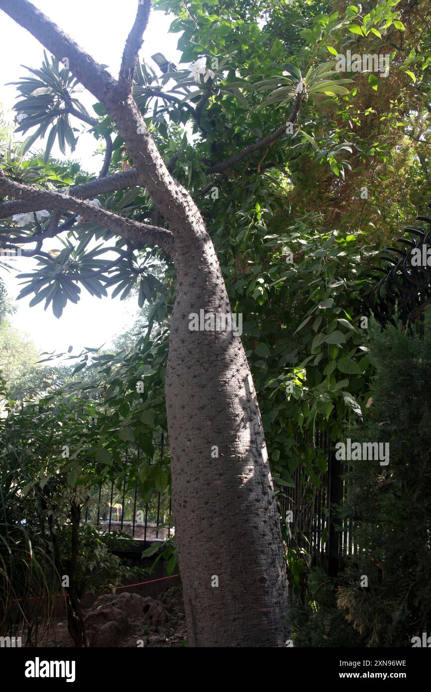 Le palmier de Madagascar (Pachypodium lamerei) a un tronc épineux et des fleurs blanches : (pix Sanjiv Shukla) Banque D'Images