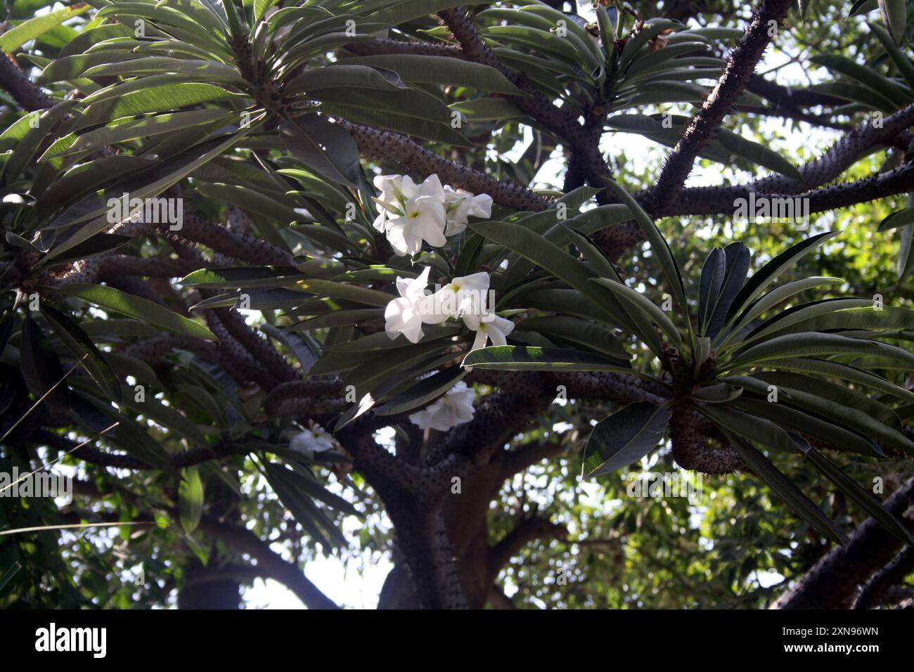 Le palmier de Madagascar (Pachypodium lamerei) a un tronc épineux et des fleurs blanches : (pix Sanjiv Shukla) Banque D'Images