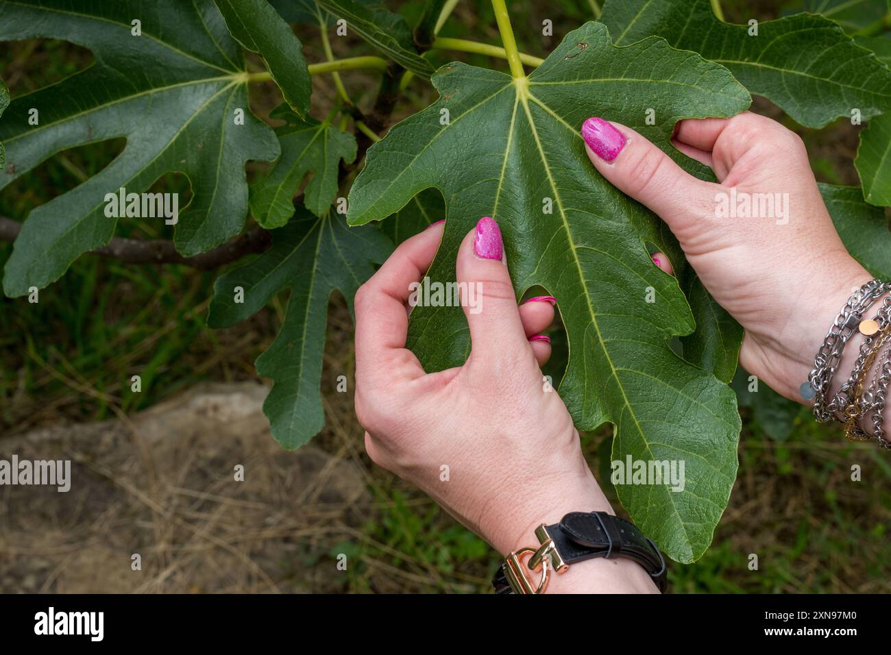 Les mains de la fille enveloppent une feuille géante : une touche de vert immergée dans la beauté de la nature. Banque D'Images