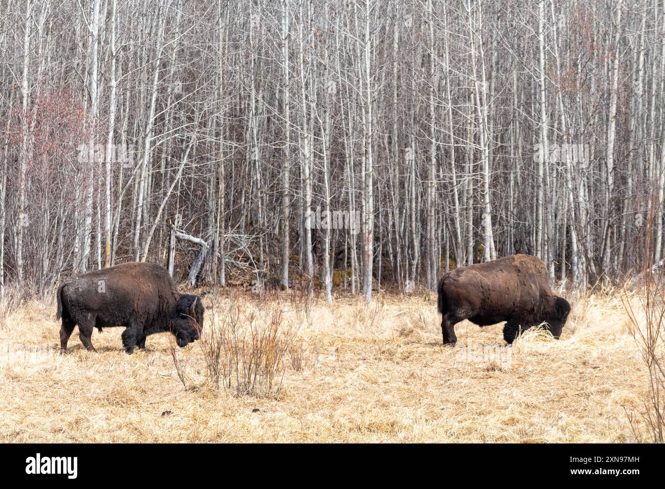 Deux bisons des plaines pâturent au parc national Elk Island à Ablerta, au Canada Banque D'Images Deux bisons des plaines pâturent au parc national Elk Island à Ablerta, au Canada Banque D'Images