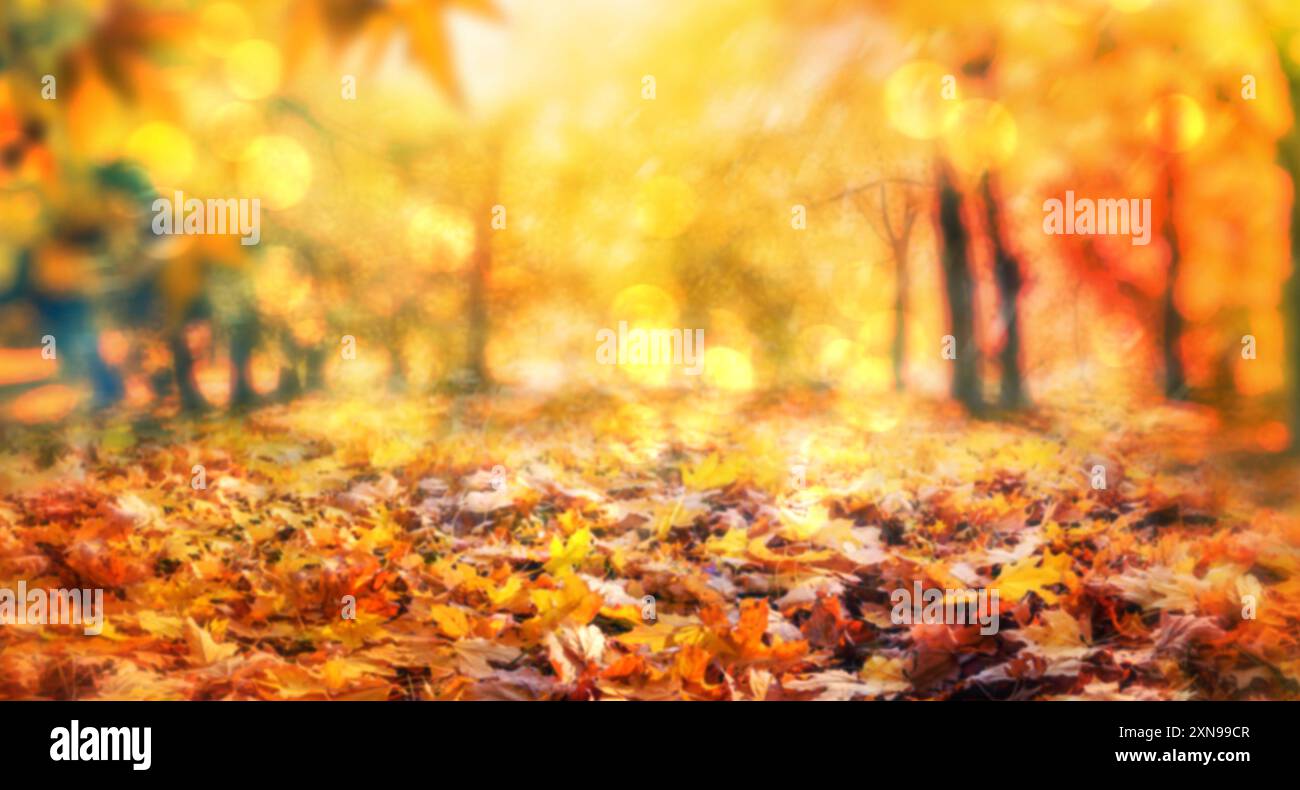 feuilles d'automne jaunes, fond naturel flou d'automne Banque D'Images