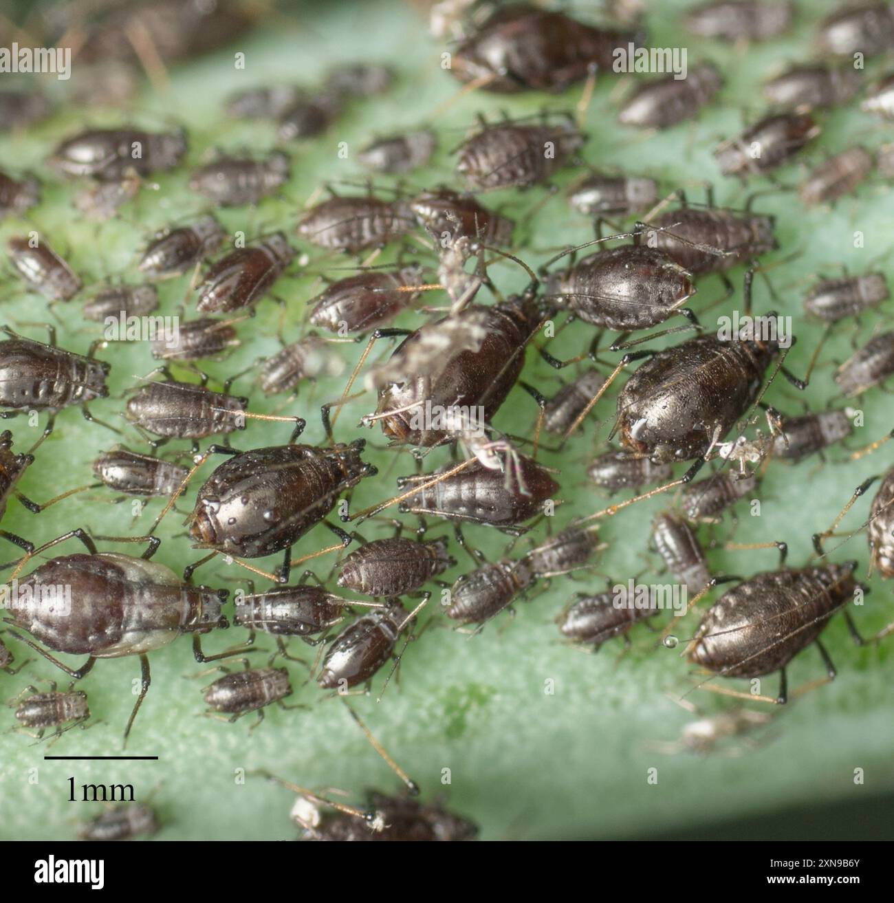 Puceron de l'oignon (Neotoxoptera formosana) Insecta Banque D'Images