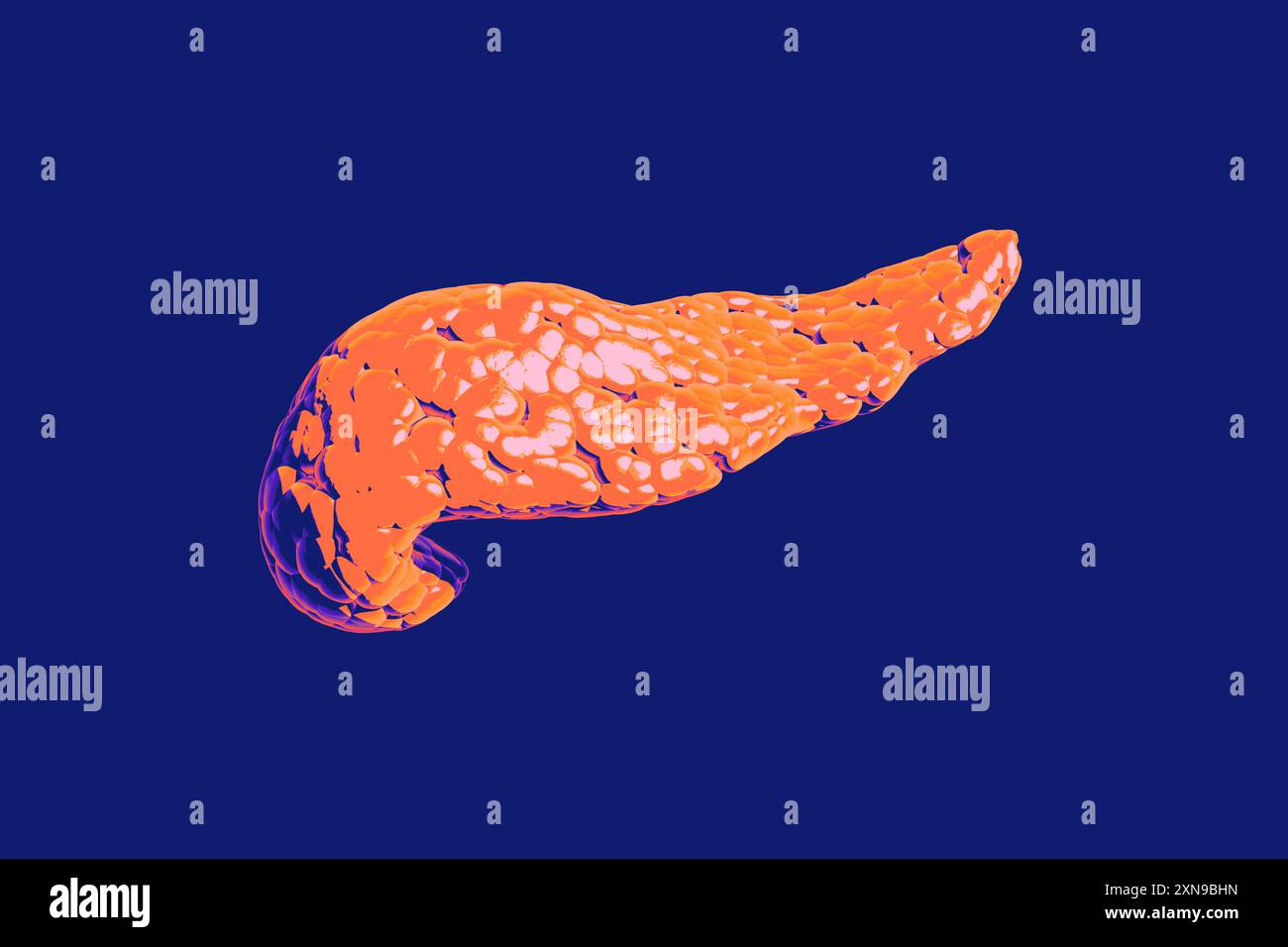 Le pancréas, organe orange vibrant, est essentiel à la digestion et à la régulation de la glycémie. Il produit des enzymes pour décomposer les aliments et les hormones comme l'insuline et le glucagon, rendu 3D. Banque D'Images