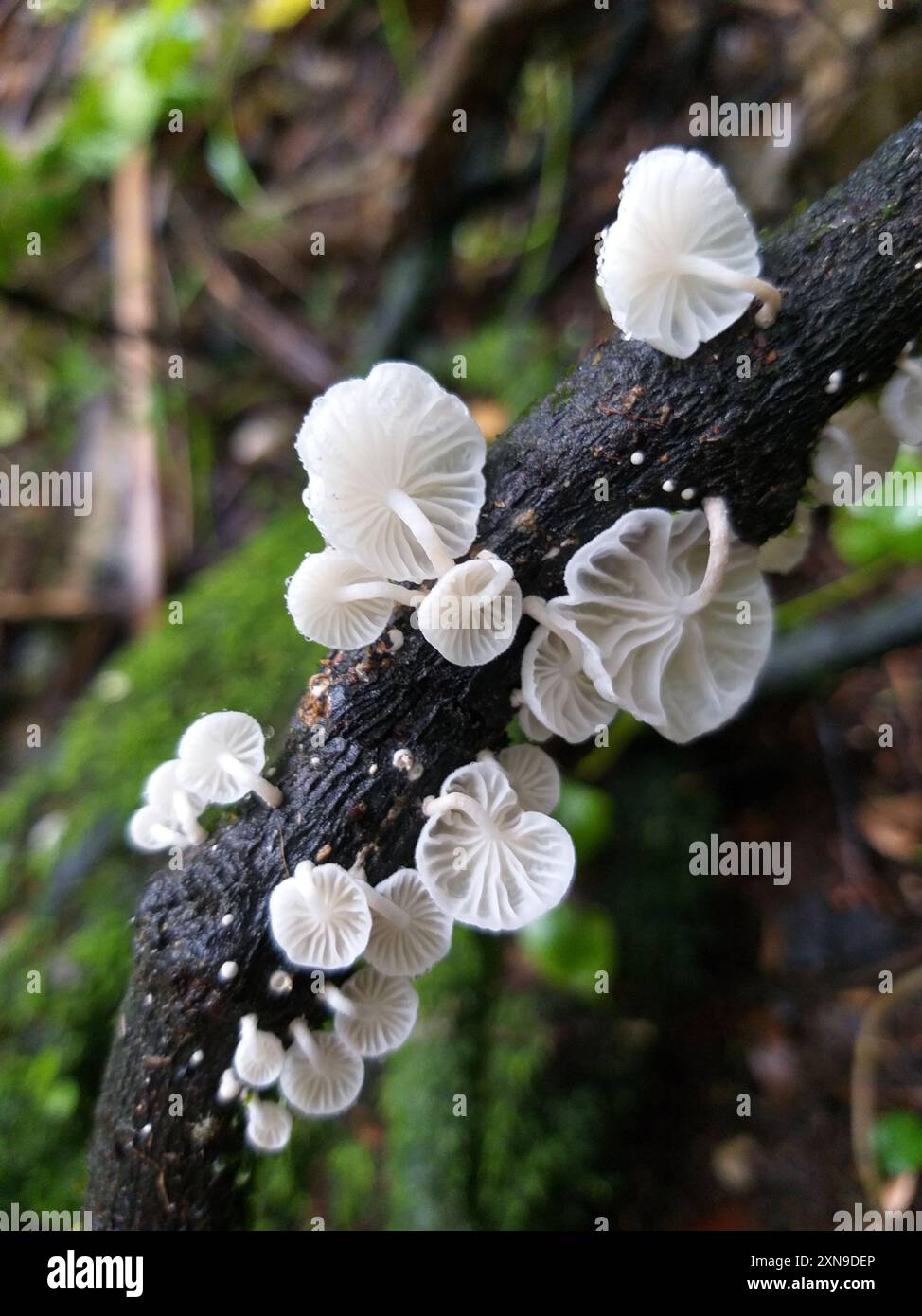 Champignons parachutes de fées (Marasmiellus candidus) Banque D'Images